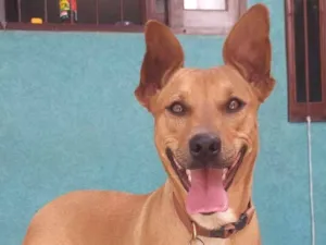 Cachorro raça SRD-ViraLata idade 1 ano nome Auca