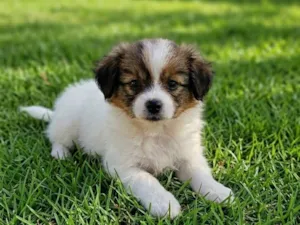 Cachorro raça SRD-ViraLata idade Abaixo de 2 meses nome belinha