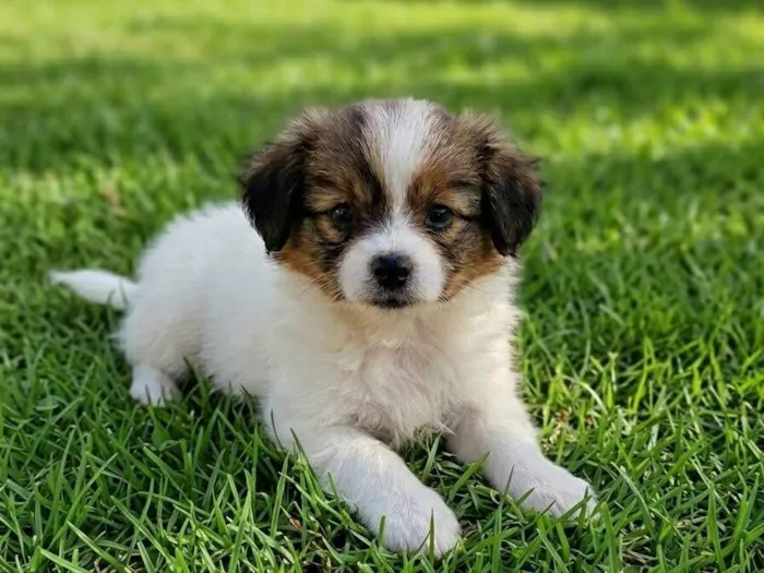 Cachorro raça SRD-ViraLata idade Abaixo de 2 meses nome belinha