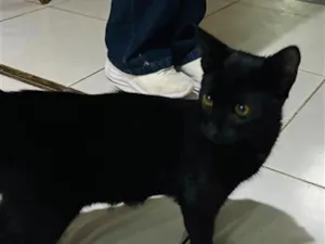 Gato raça SRD-ViraLata idade 2 a 6 meses nome Negresco