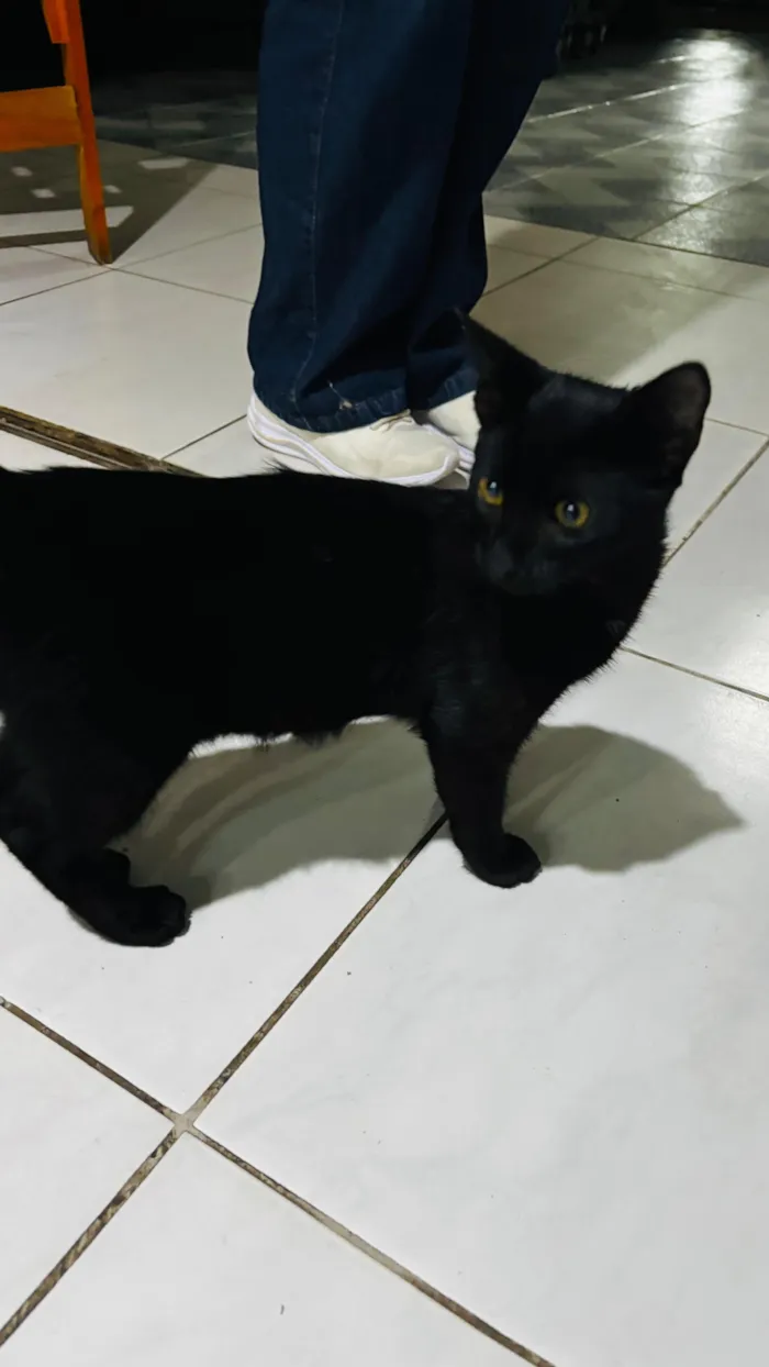 Gato raça SRD-ViraLata idade 2 a 6 meses nome Negresco