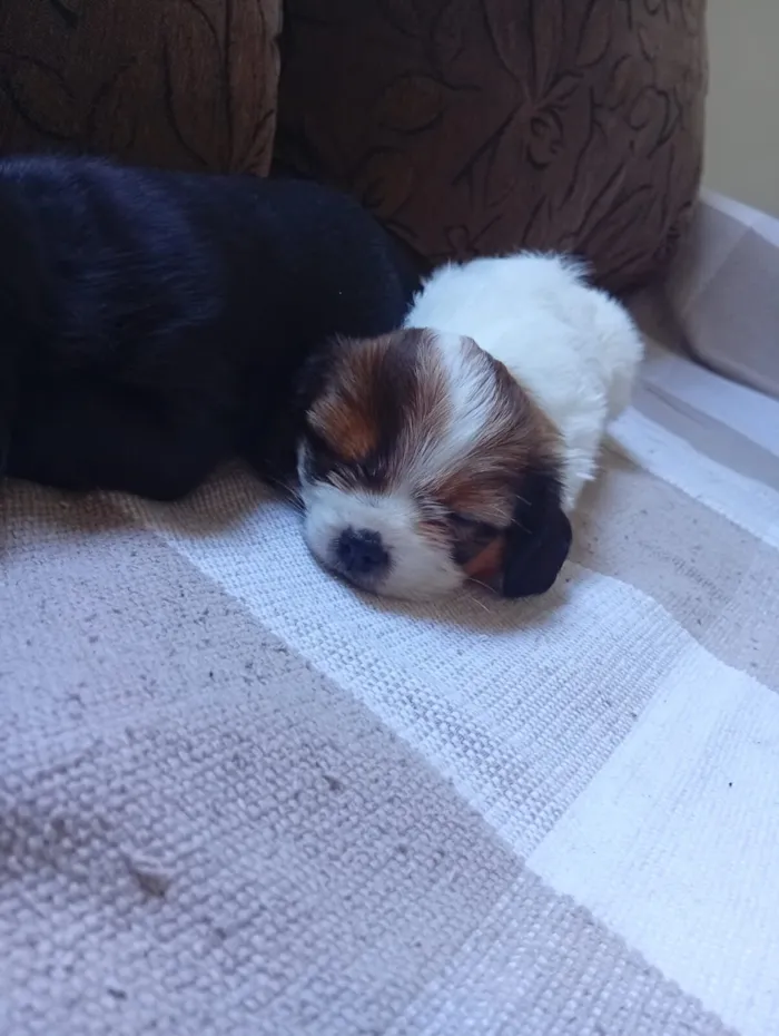 Cachorro raça SRD-ViraLata idade Abaixo de 2 meses nome belinha