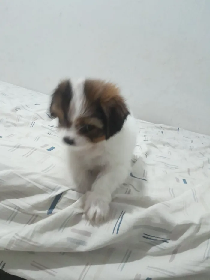 Cachorro raça SRD-ViraLata idade Abaixo de 2 meses nome belinha