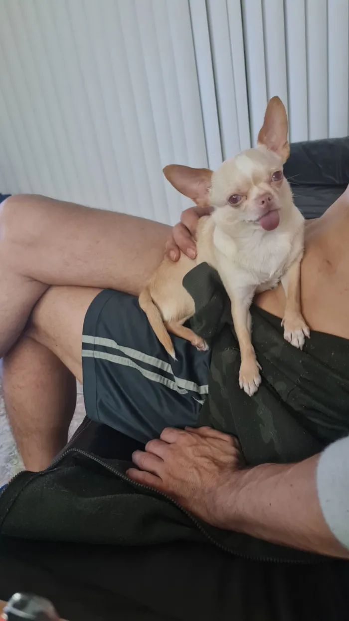 Cachorro raça Chihuahua idade 5 anos nome Lisa