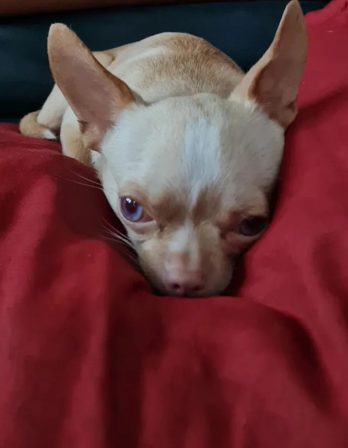 Cachorro raça Chihuahua idade 5 anos nome Lisa