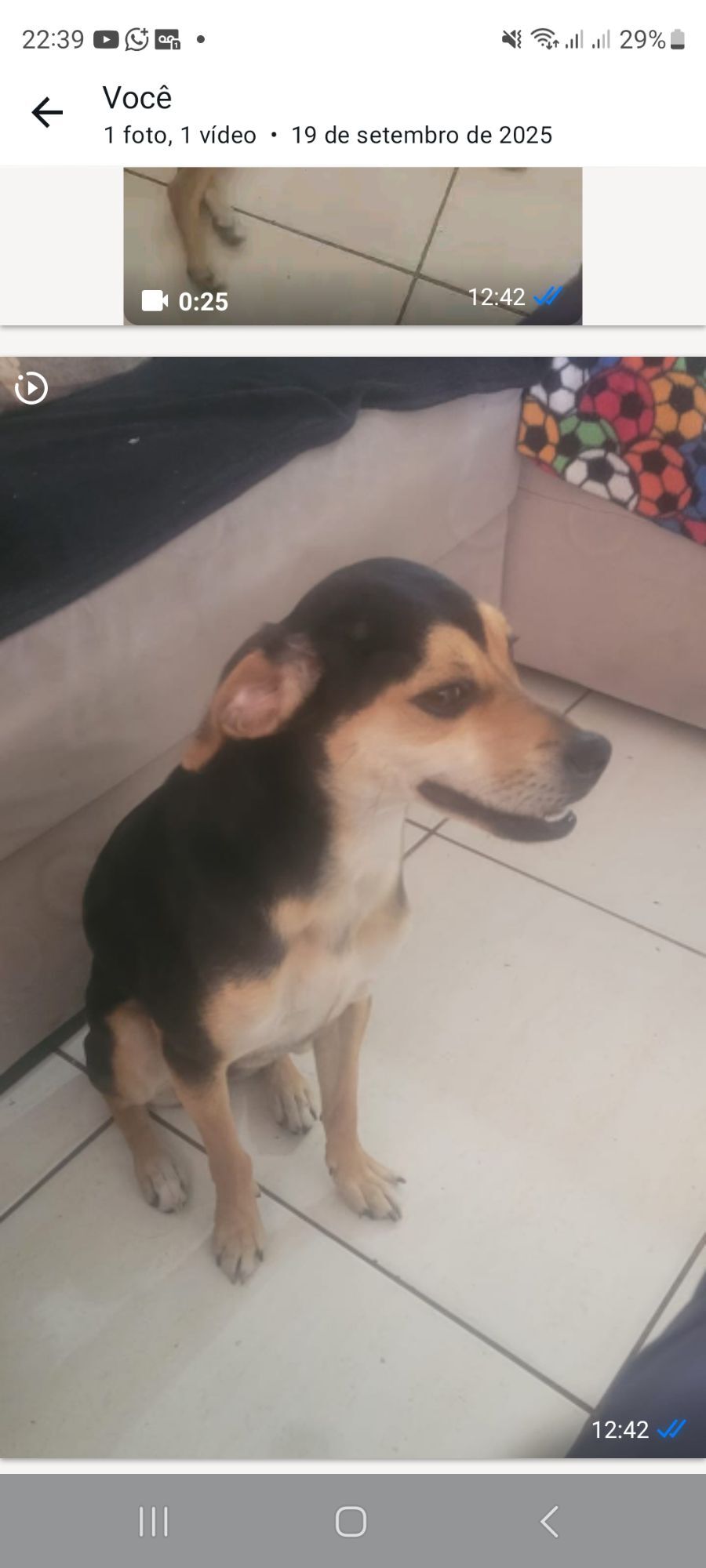 Cachorro raça SRD-ViraLata idade 7 a 11 meses nome bolinha 
