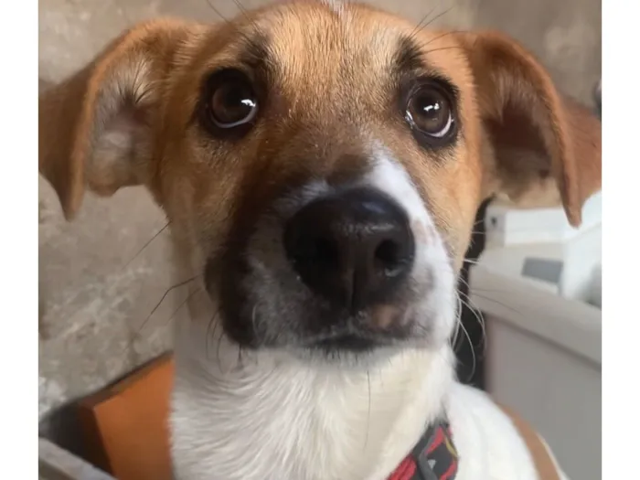 Cachorro raça SRD-ViraLata idade 1 ano nome Mel