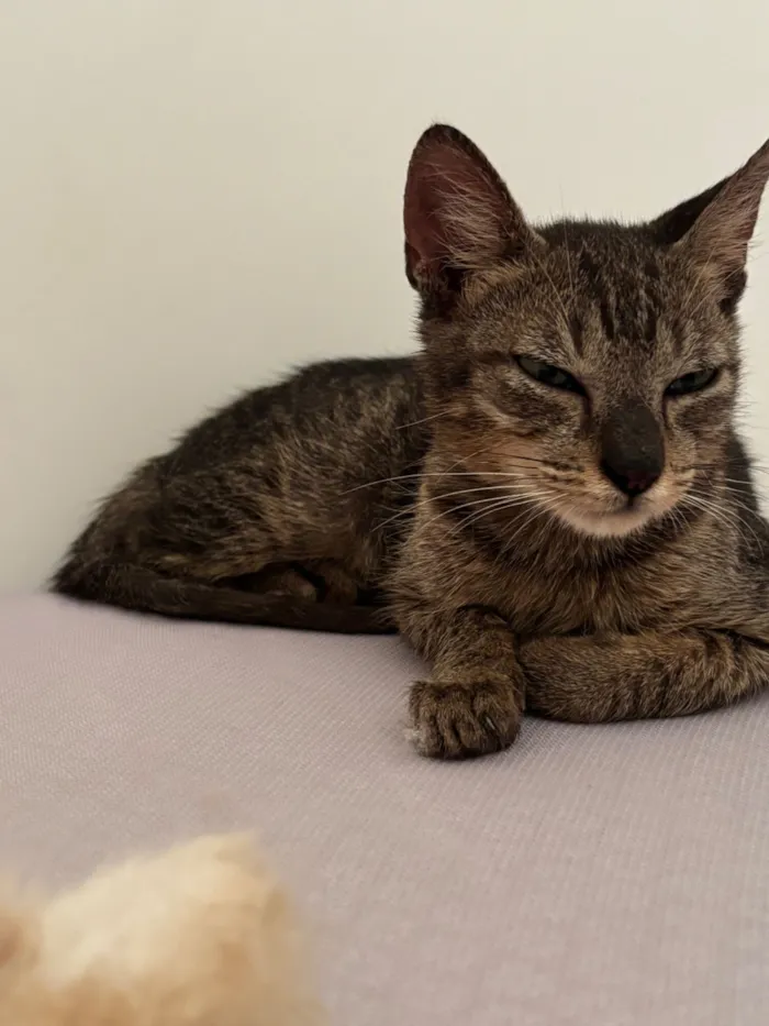 Gato raça SRD-ViraLata idade 2 a 6 meses nome rajado