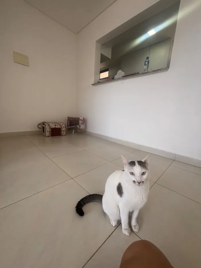 Gato raça Siamês idade 3 anos nome José 