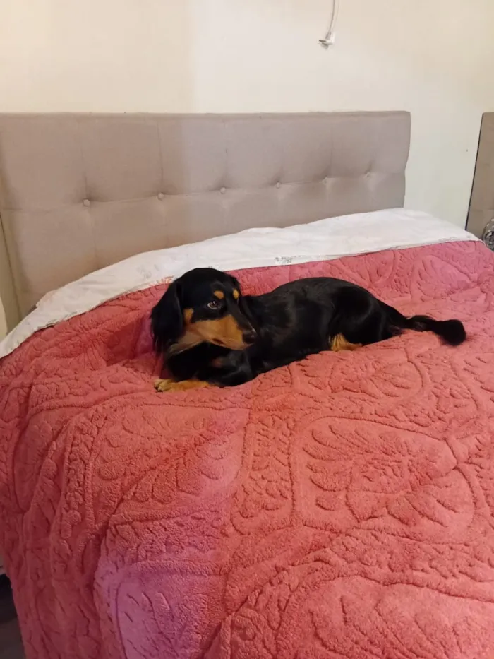 Cachorro raça SRD-ViraLata idade 5 anos nome Rock