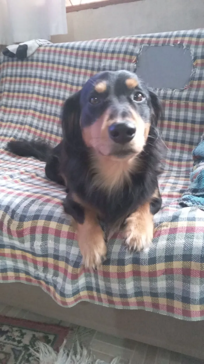 Cachorro raça SRD-ViraLata idade 5 anos nome Rock