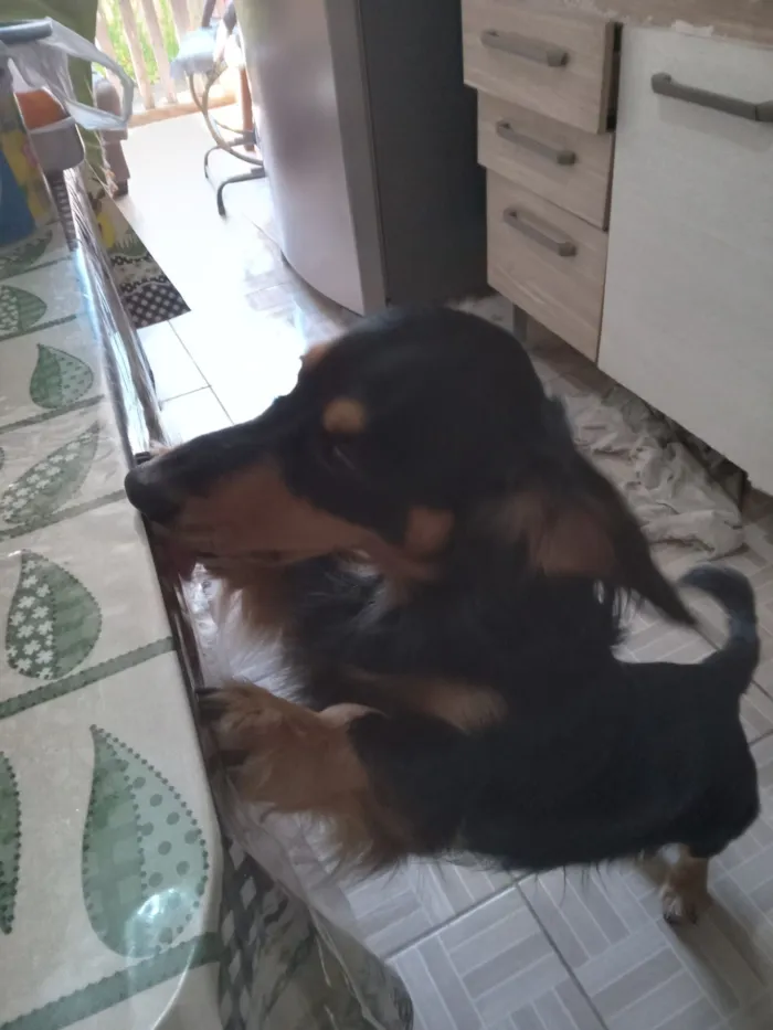 Cachorro raça SRD-ViraLata idade 5 anos nome Rock