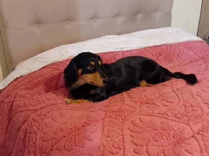 Cachorro raça SRD-ViraLata idade 5 anos nome Rock