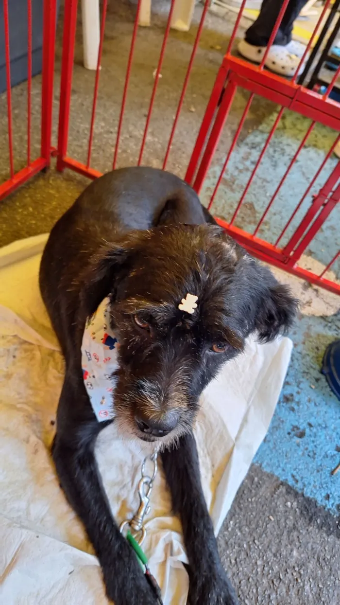 Cachorro raça SRD-ViraLata idade 3 anos nome Patolino