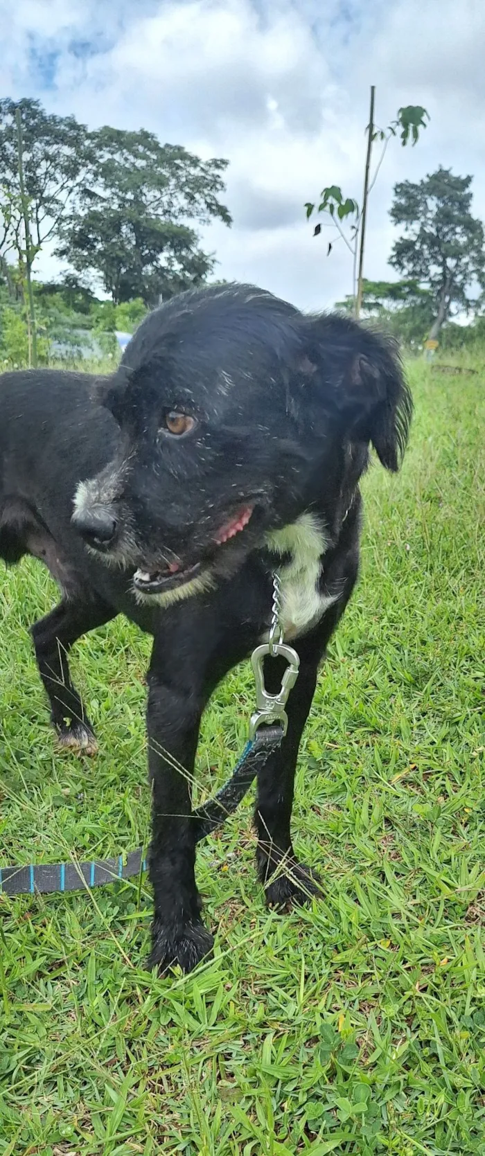 Cachorro raça SRD-ViraLata idade 3 anos nome Patolino