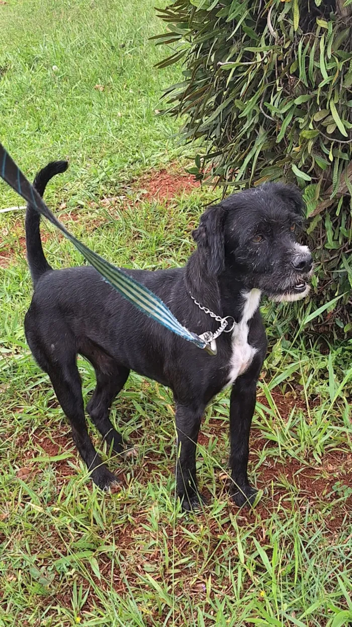 Cachorro raça SRD-ViraLata idade 3 anos nome Patolino