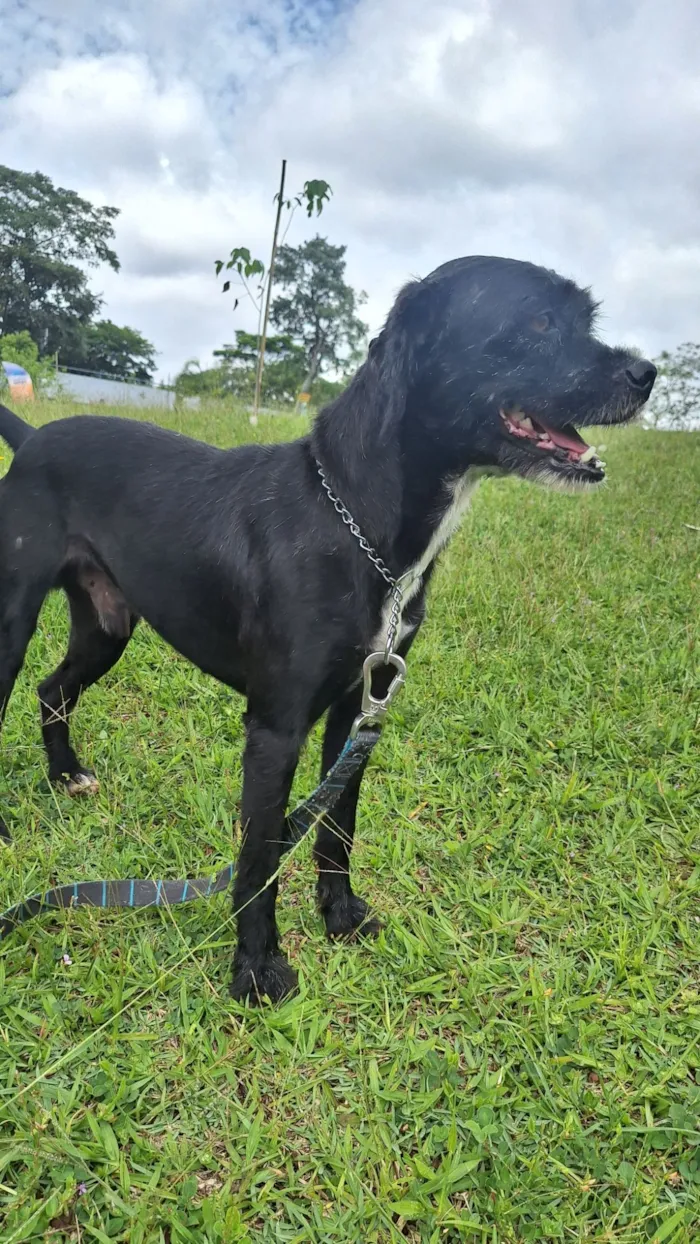 Cachorro raça SRD-ViraLata idade 3 anos nome Patolino
