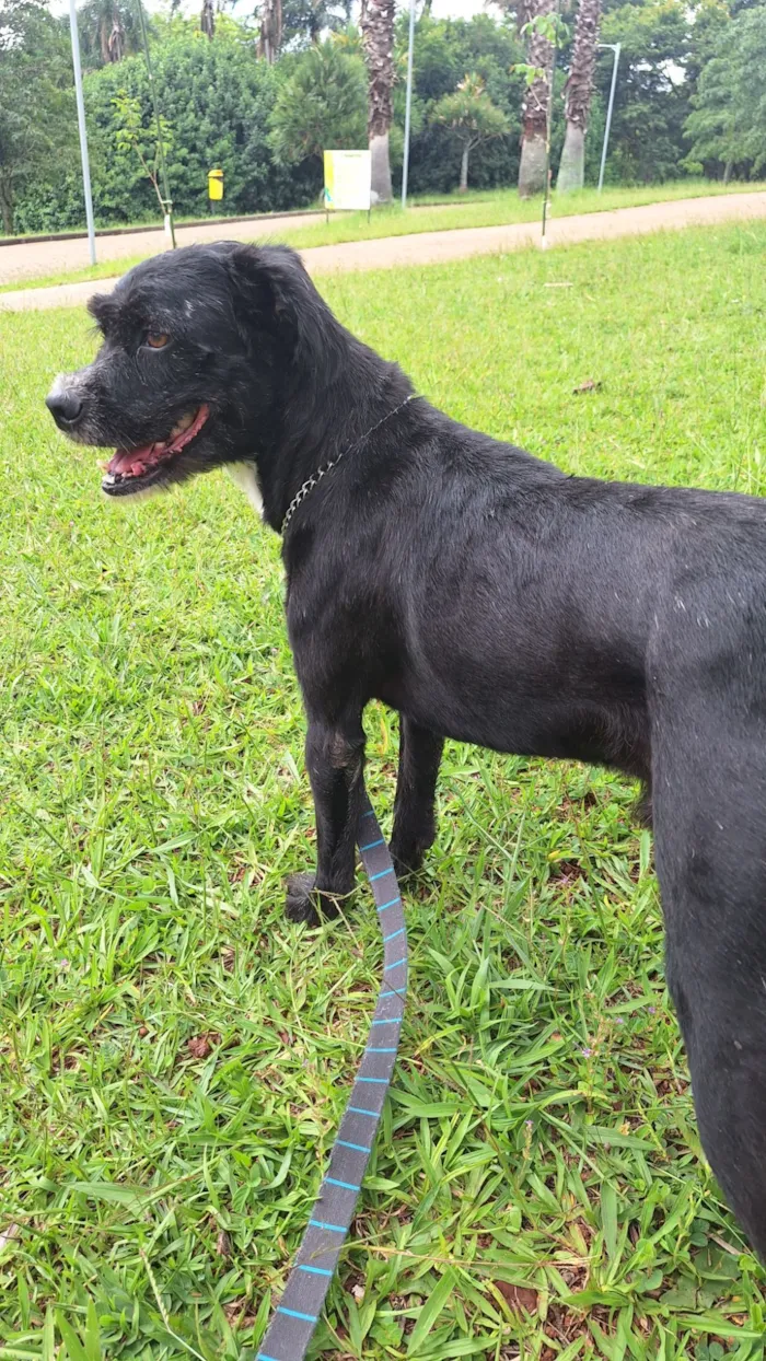 Cachorro raça SRD-ViraLata idade 3 anos nome Patolino