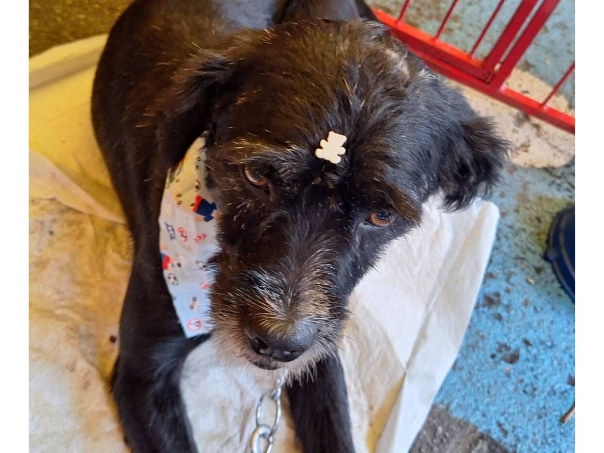 Cachorro raça SRD-ViraLata idade 3 anos nome Patolino