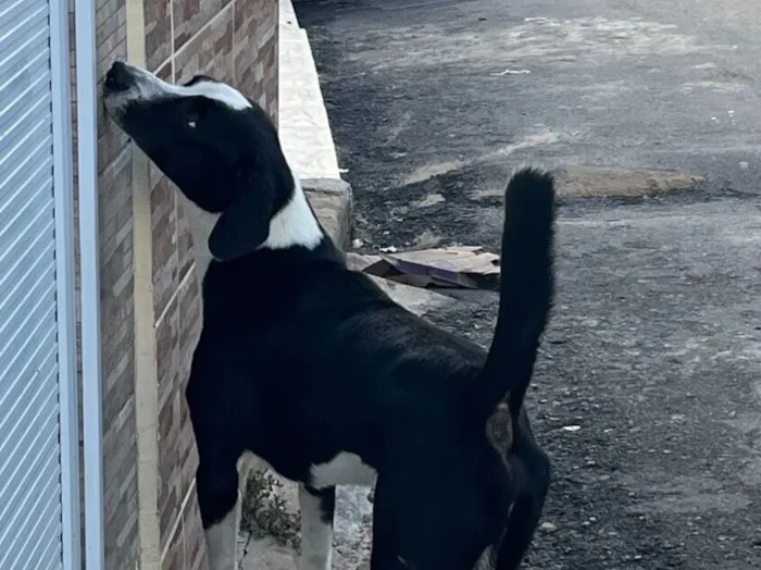 Cachorro raça SRD-ViraLata idade 1 ano nome Não sei o nome dele 