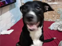 Cachorro raça SRD-ViraLata idade 2 anos nome preta