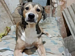 Cachorro raça SRD-ViraLata idade 6 ou mais anos nome Nemo/Negrão/Leon