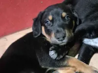 Cachorro raça SRD-ViraLata idade Abaixo de 2 meses nome Sem nome