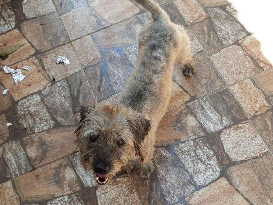 Cachorro raça SRD-ViraLata idade 3 anos nome Lucky