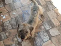 Cachorro raça SRD-ViraLata idade 3 anos nome Lucky