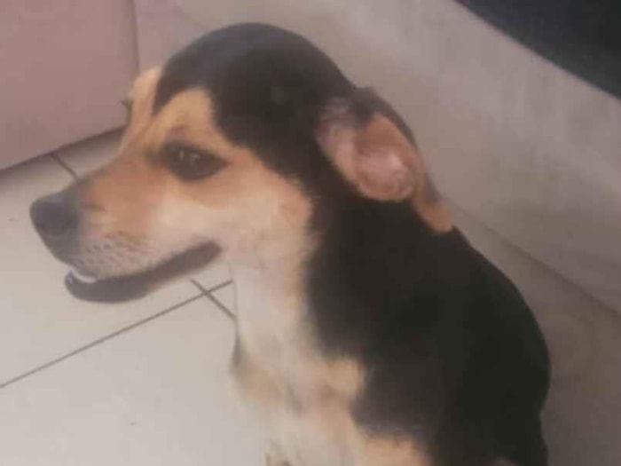 Cachorro raça SRD-ViraLata idade 7 a 11 meses nome bolinha 