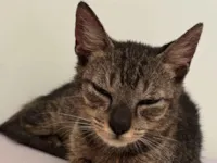 Gato raça SRD-ViraLata idade 2 a 6 meses nome rajado