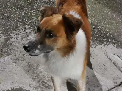 Cachorro raça SRD-ViraLata idade 4 anos nome spike