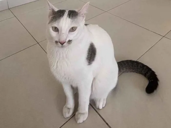 Gato raça Siamês idade 3 anos nome José 