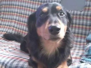 Cachorro raça SRD-ViraLata idade 5 anos nome Rock