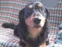 Cachorro raça SRD-ViraLata idade 5 anos nome Rock