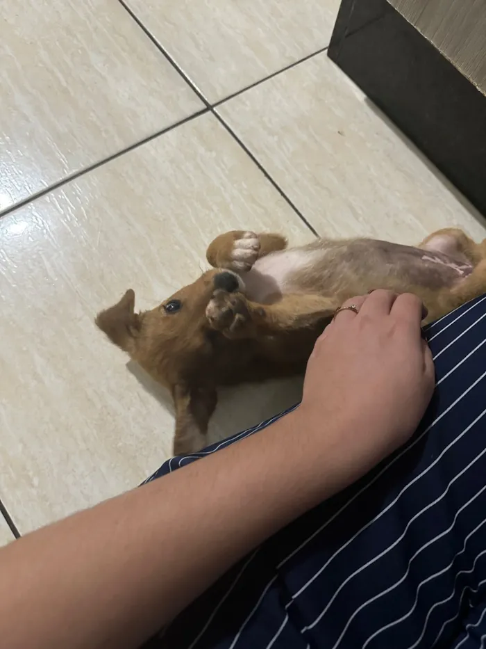 Cachorro raça SRD-ViraLata idade Abaixo de 2 meses nome Adote a Canela 