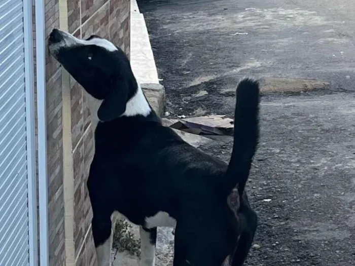 Cachorro raça SRD-ViraLata idade 1 ano nome Não sei o nome dele 