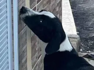 Cachorro raça SRD-ViraLata idade 1 ano nome Não sei o nome dele 