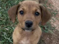 Cachorro raça SRD-ViraLata idade Abaixo de 2 meses nome Adote a Canela 