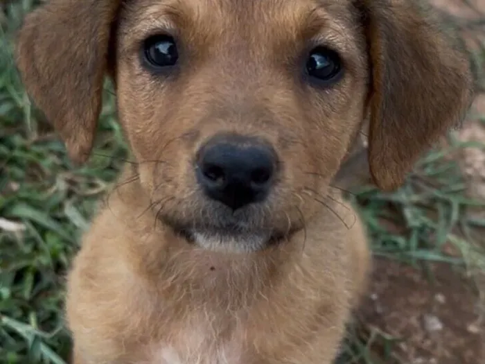 Cachorro raça SRD-ViraLata idade Abaixo de 2 meses nome Adote a Canela 