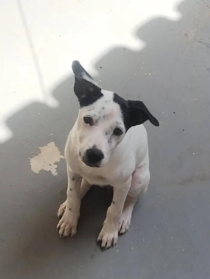 Cachorro raça SRD-ViraLata idade 2 anos nome Lessy