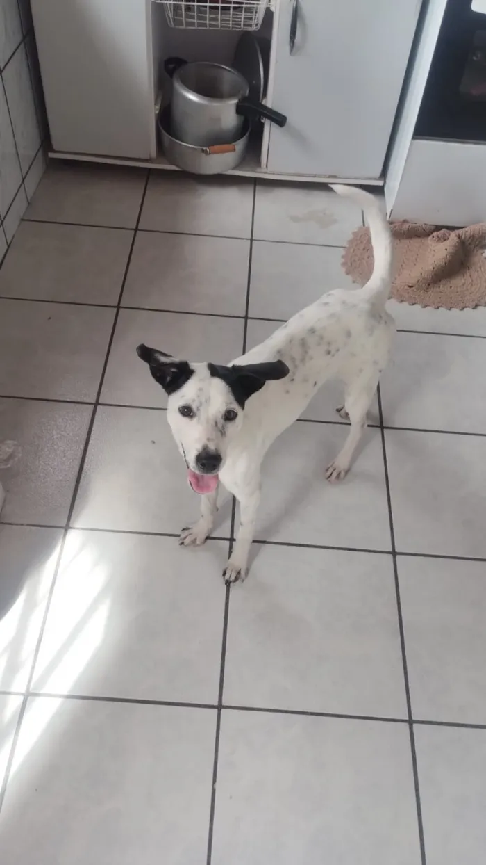 Cachorro raça SRD-ViraLata idade 2 anos nome Lessy