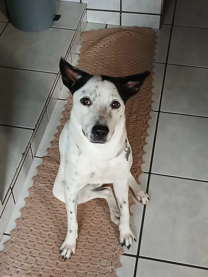 Cachorro raça SRD-ViraLata idade 2 anos nome Lessy