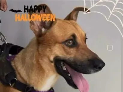 Cachorro raça SRD-ViraLata idade 2 a 6 meses nome Roberto