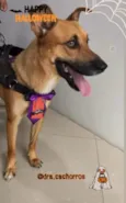 Cachorro raça SRD-ViraLata idade 2 a 6 meses nome Roberto
