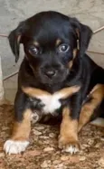 Cachorro raça SRD-ViraLata idade Abaixo de 2 meses nome SEM NOME
