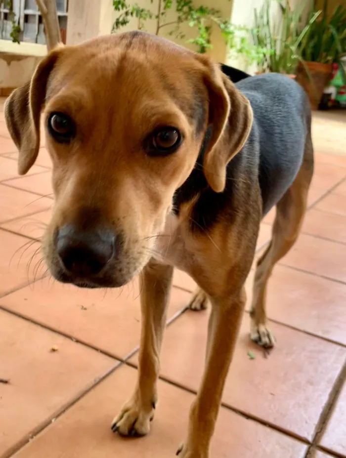 Cachorro raça SRD-ViraLata idade 2 a 6 meses nome SEM NOME 