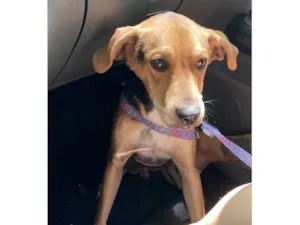 Cachorro raça SRD-ViraLata idade 2 a 6 meses nome SEM NOME 