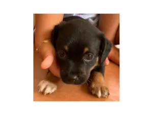 Cachorro raça SRD-ViraLata idade Abaixo de 2 meses nome SEM NOME