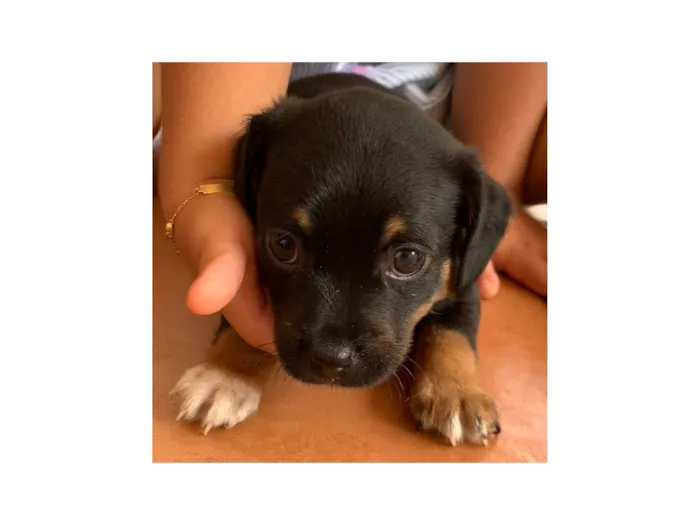 Cachorro raça SRD-ViraLata idade Abaixo de 2 meses nome SEM NOME